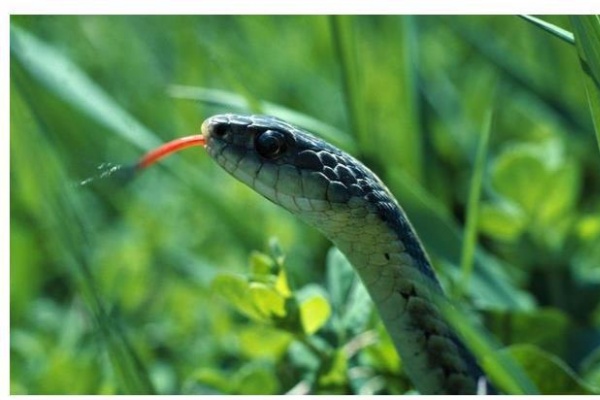 中国奇方全书（珍藏版）【虚拟资源】